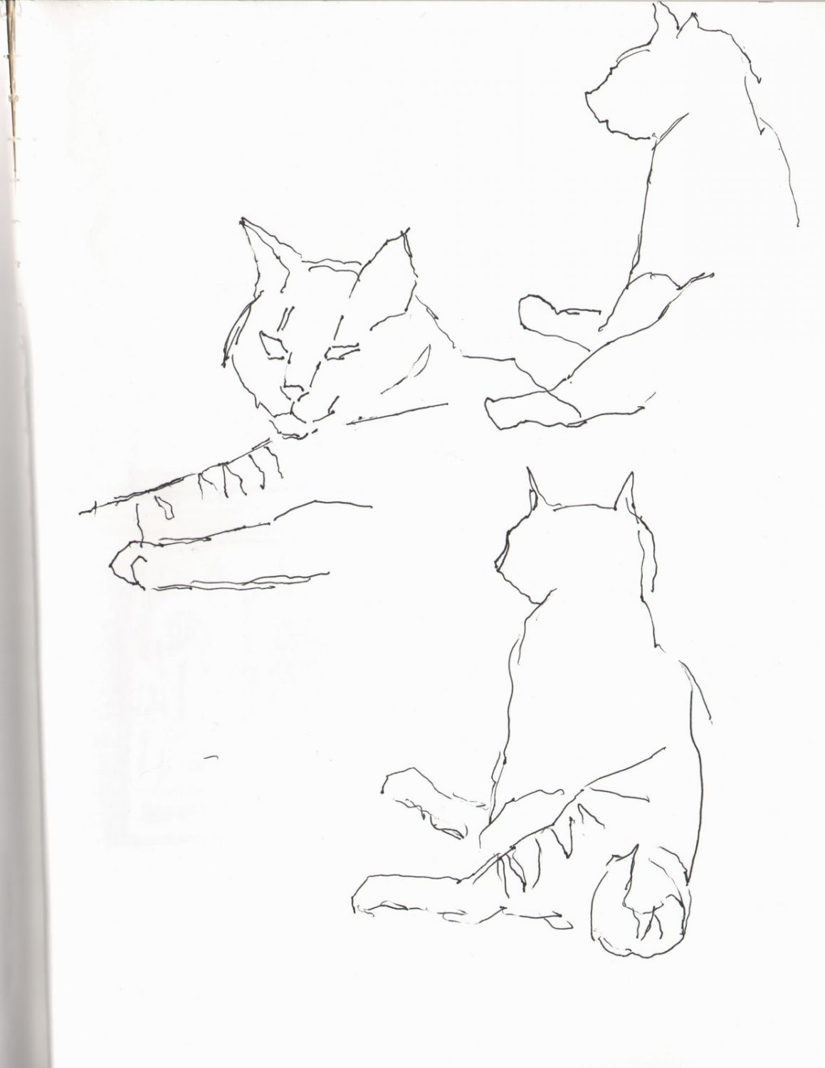 Gesture Sketches of Mabel